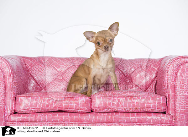 sitting shorthaired Chihuahua / NN-12572