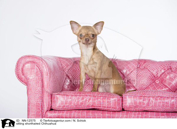 sitting shorthaired Chihuahua / NN-12575