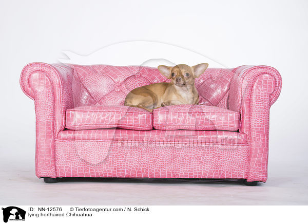 lying horthaired Chihuahua / NN-12576