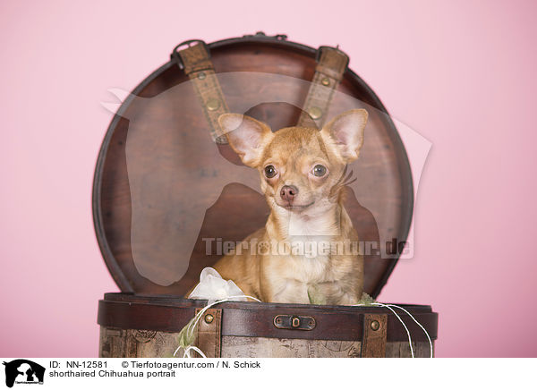 Kurzhaarchihuahua Portrait / shorthaired Chihuahua portrait / NN-12581