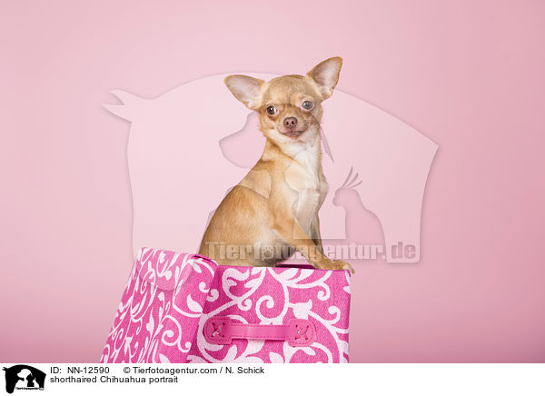 Kurzhaarchihuahua Portrait / shorthaired Chihuahua portrait / NN-12590