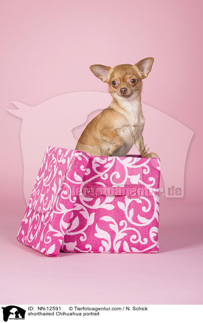 Kurzhaarchihuahua Portrait / shorthaired Chihuahua portrait / NN-12591