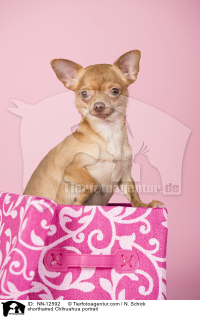 Kurzhaarchihuahua Portrait / shorthaired Chihuahua portrait / NN-12592