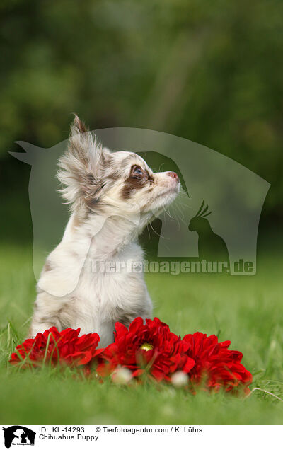 Chihuahua Puppy / KL-14293