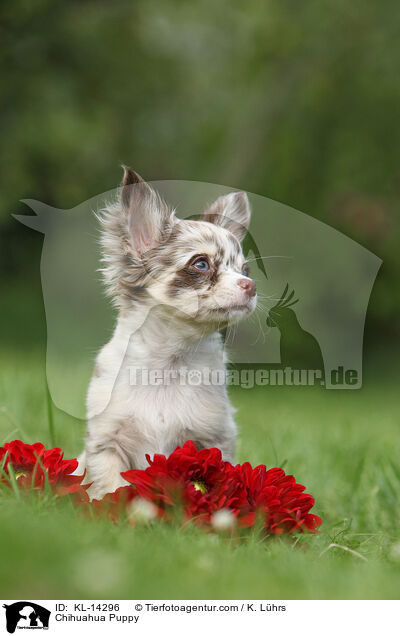 Chihuahua Puppy / KL-14296