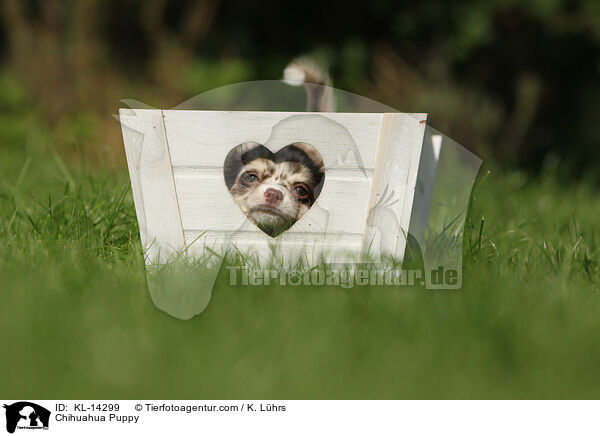 Chihuahua Puppy / KL-14299