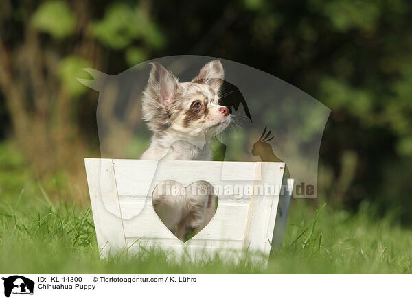 Chihuahua Puppy / KL-14300