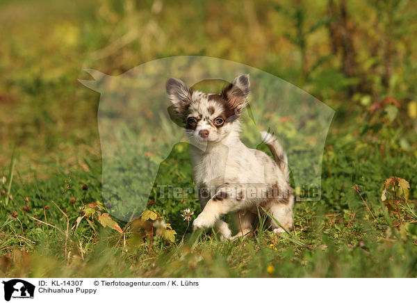 Chihuahua Puppy / KL-14307