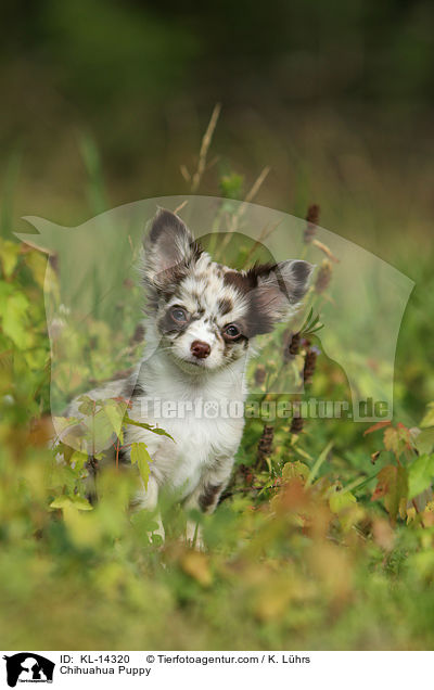 Chihuahua Puppy / KL-14320