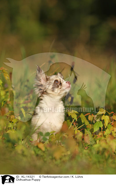 Chihuahua Puppy / KL-14321