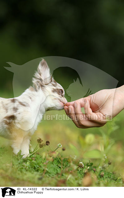 Chihuahua Puppy / KL-14322