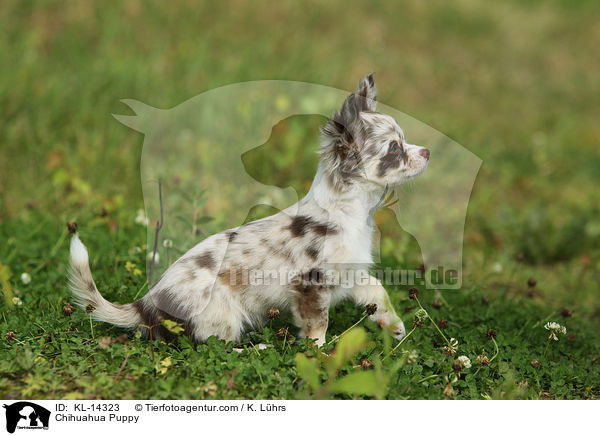 Chihuahua Puppy / KL-14323