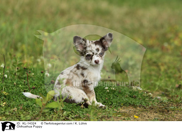 Chihuahua Puppy / KL-14324