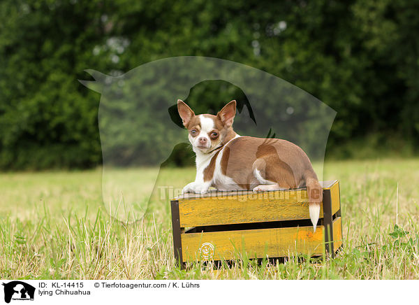 liegender Chihuahua / lying Chihuahua / KL-14415