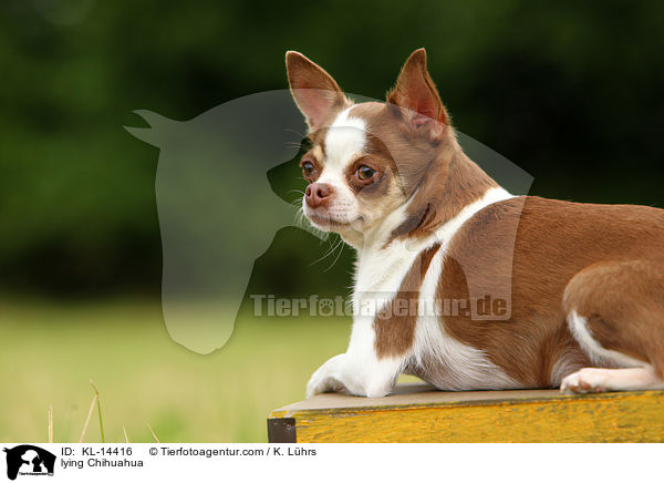 lying Chihuahua / KL-14416