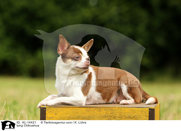 lying Chihuahua / KL-14421