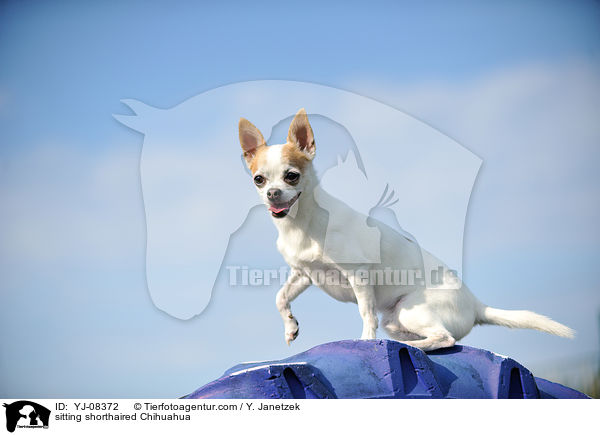 sitting shorthaired Chihuahua / YJ-08372
