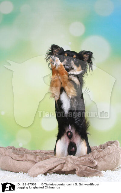 begging longhaired Chihuahua / SS-37509