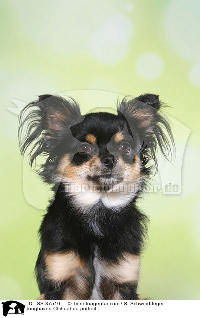longhaired Chihuahua portrait / SS-37510