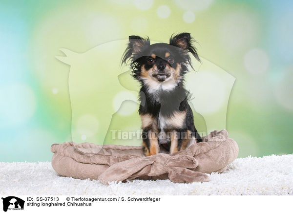 sitzender Langhaarchihuahua / sitting longhaired Chihuahua / SS-37513