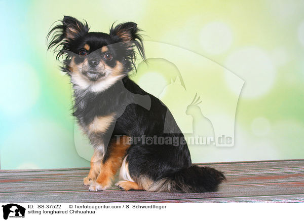 sitting longhaired Chihuahua / SS-37522