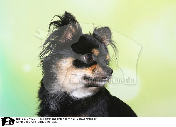 longhaired Chihuahua portrait / SS-37523