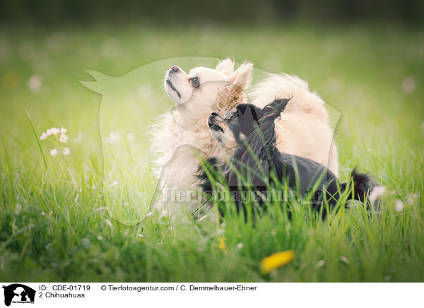 2 Chihuahuas / CDE-01719