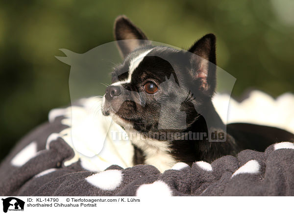 shorthaired Chihuahua Portrait / KL-14790