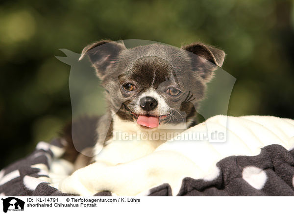 shorthaired Chihuahua Portrait / KL-14791