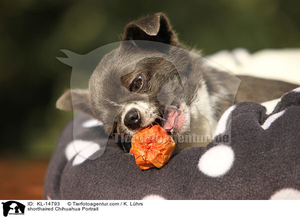 shorthaired Chihuahua Portrait / KL-14793
