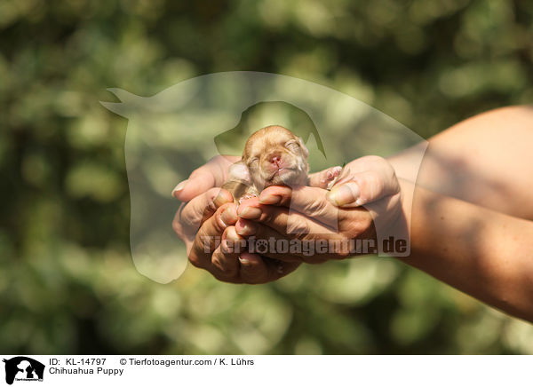 Chihuahua Puppy / KL-14797