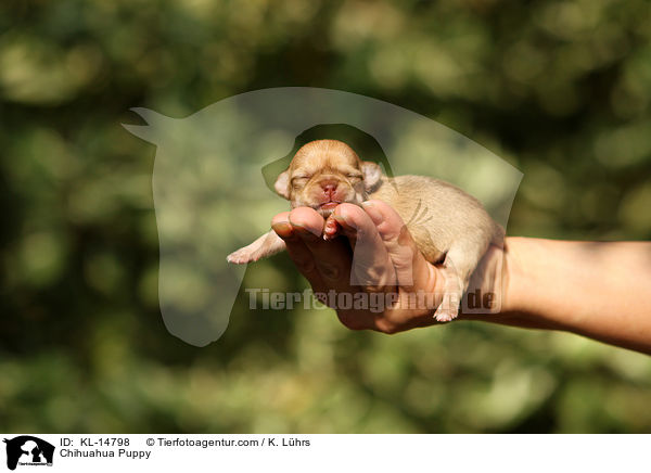 Chihuahua Puppy / KL-14798