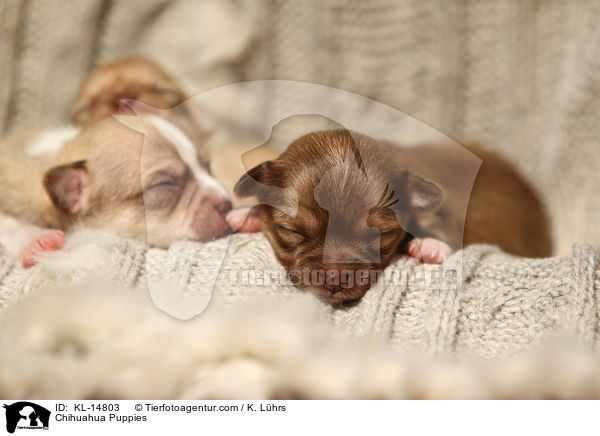 Chihuahua Puppies / KL-14803