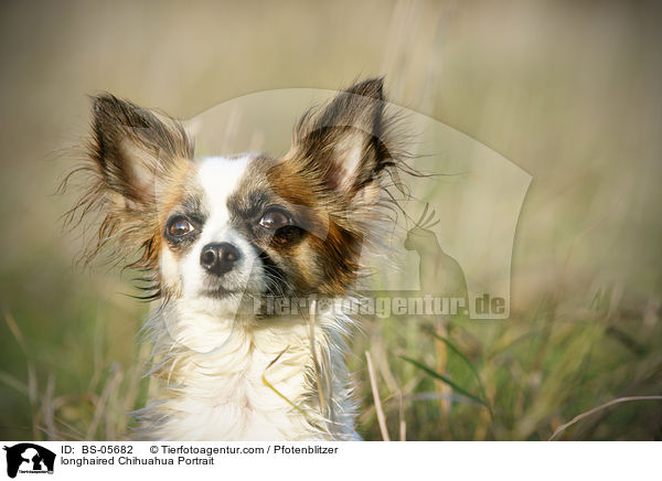 longhaired Chihuahua Portrait / BS-05682