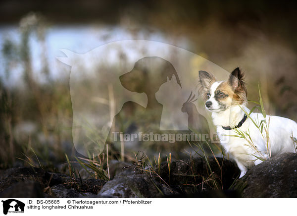 sitting longhaired Chihuahua / BS-05685