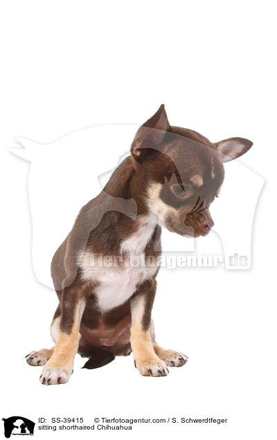sitting shorthaired Chihuahua / SS-39415