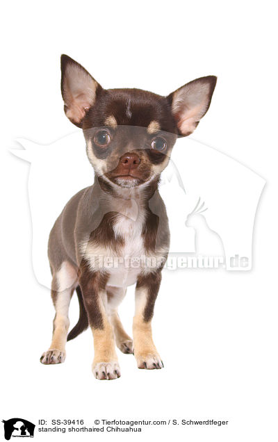 standing shorthaired Chihuahua / SS-39416
