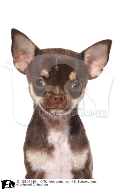 shorthaired Chihuahua / SS-39420