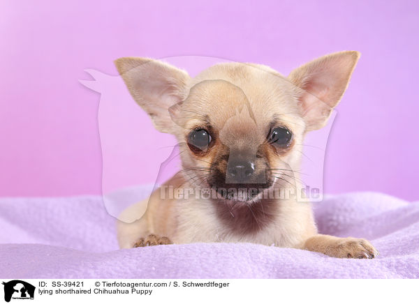 lying shorthaired Chihuahua Puppy / SS-39421