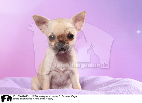 sitting shorthaired Chihuahua Puppy / SS-39425