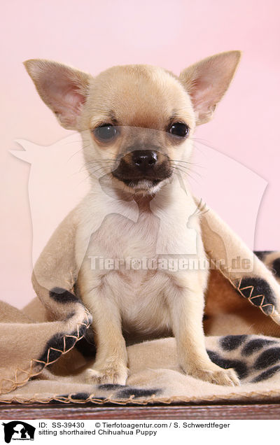 sitting shorthaired Chihuahua Puppy / SS-39430
