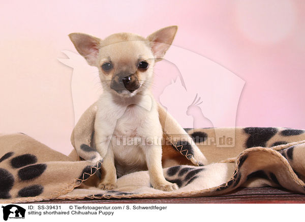 sitzender Kurzhaarchihuahua Welpe / sitting shorthaired Chihuahua Puppy / SS-39431