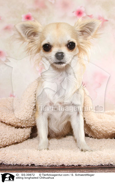 sitzender Langhaarchihuahua / sitting longhaired Chihuahua / SS-39872