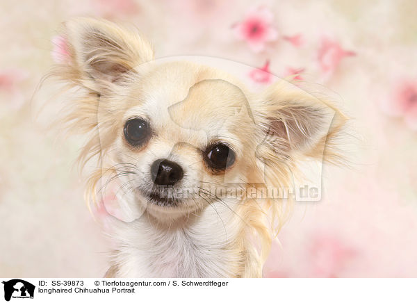longhaired Chihuahua Portrait / SS-39873