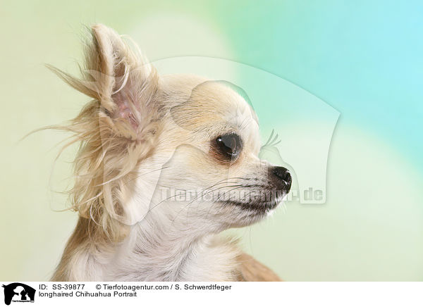 longhaired Chihuahua Portrait / SS-39877