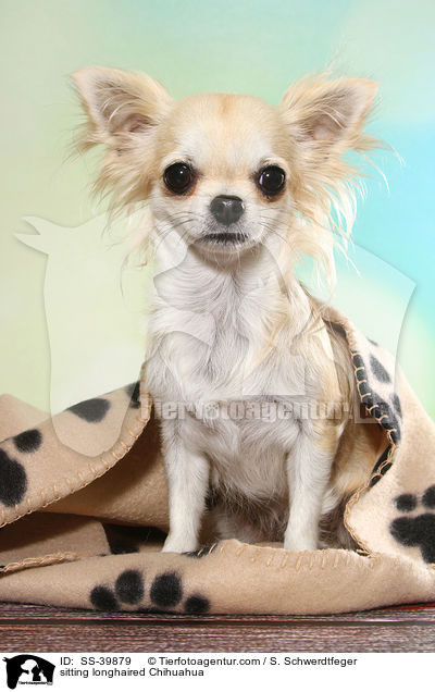 sitzender Langhaarchihuahua / sitting longhaired Chihuahua / SS-39879