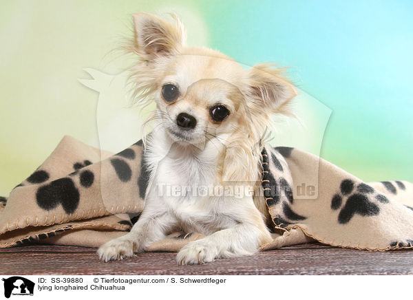 liegender Langhaarchihuahua / lying longhaired Chihuahua / SS-39880
