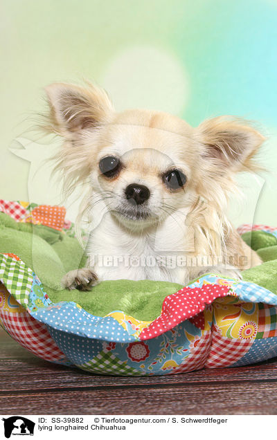 lying longhaired Chihuahua / SS-39882