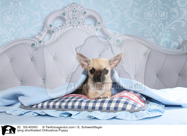 liegender Kurzhaarchihuahua Welpe / lying shorthaired Chihuahua Puppy / SS-40093