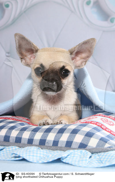 liegender Kurzhaarchihuahua Welpe / lying shorthaired Chihuahua Puppy / SS-40094